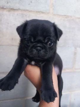 Pug disponíveis para venda 