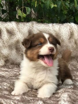 Border Collie: Amigos