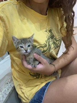 Gatinha fofinho disponível para adoção