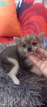Filhote de Chihuahua