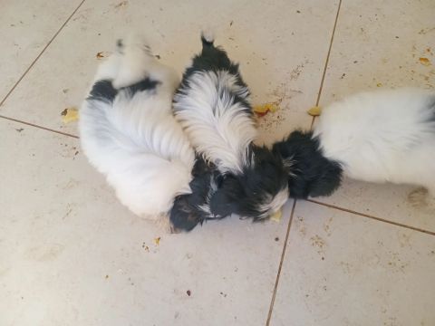 Três filhotes de Shih Tzu à venda