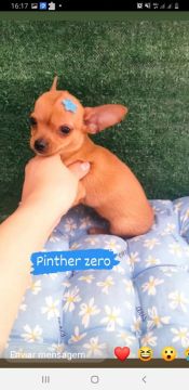 Pinscher :0