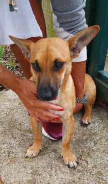 Cachorro para  adoção
