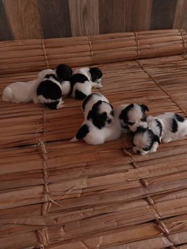 7 Filhotes Shih Tzu - Lindos e Brincalhões