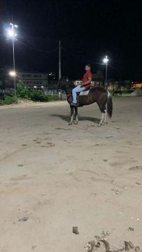 Cavalo para venda