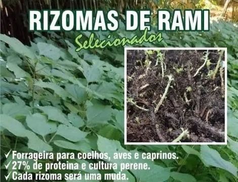 Rizomas de Rami Selecionados