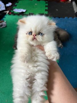Gato Persa Cinza e Branco 