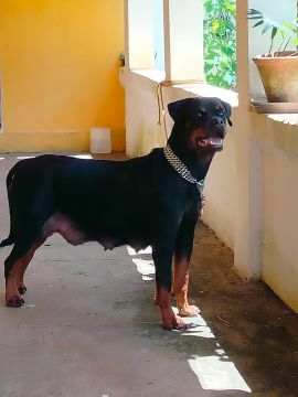 Rottweiler filhote - disponível para venda