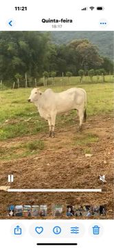 Vacas Nelore  