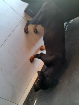 Cobertura cachorro fêmea 