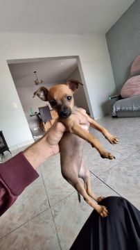 Filhotes de pinsher 