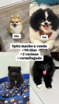 Spitz Macho 