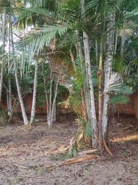 Terreno com árvores em área verde