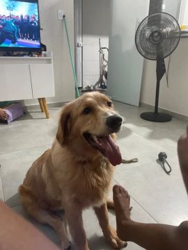 Golden retriever 