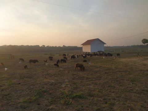 Arrendamento  Pantanal Aquidauana 