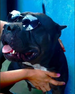 American Bully Fêmea 3 Anos
