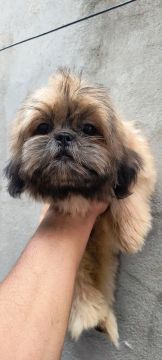 Shih Tzu