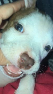 Pit Bull Terrier