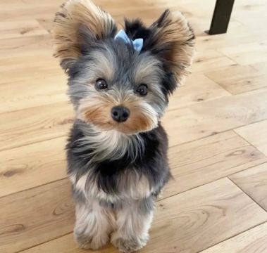 Filhote Yorkshire Terrier, quem disse que amor não se compra? 