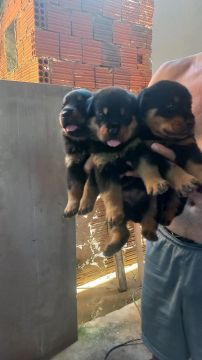 Filhotes Rottweiler