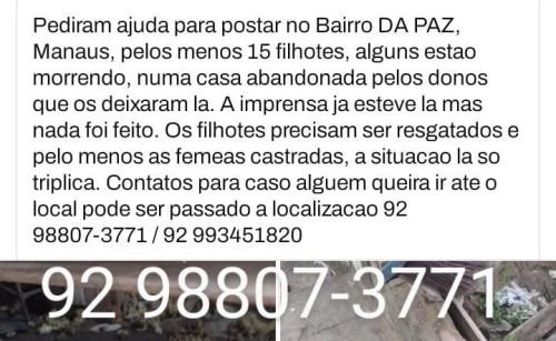 Filhotes de cães precisam de lar urgente 