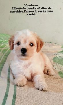Vende-se filhote de poodle.