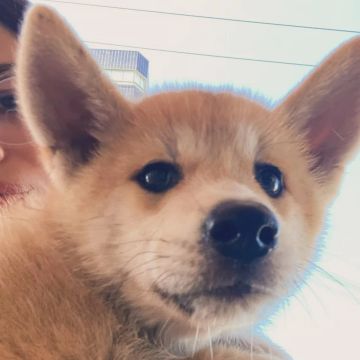 Filhote Akita Inu