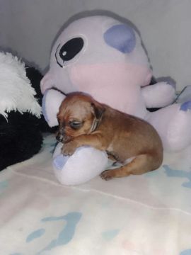 Machinho Miniatura vem conferir 