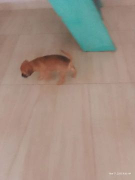 Filhote de cachorro