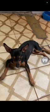 Filhote de Pinscher fêmea 