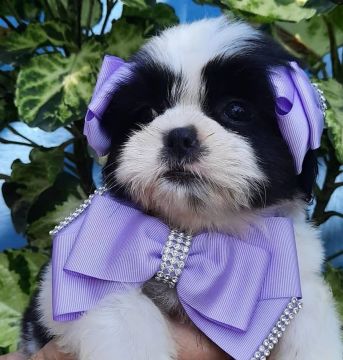 Shih Tzu
