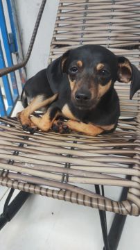 Filhote de Pinscher