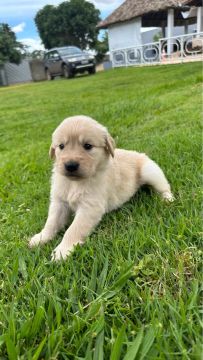 Golden retriever filhotes