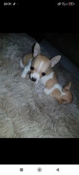 Pinscher micro 