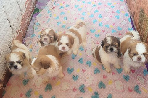 Shih tzu
