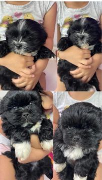 Filhotes de Shih Tzu