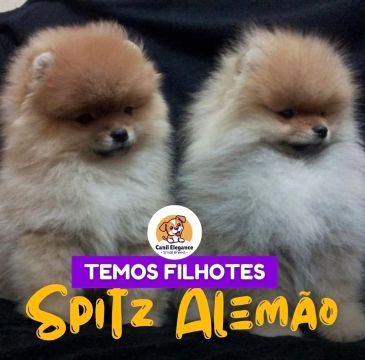 Lindos filhotes de Spitz alemão 