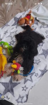 Vende se cachorro shih tzu