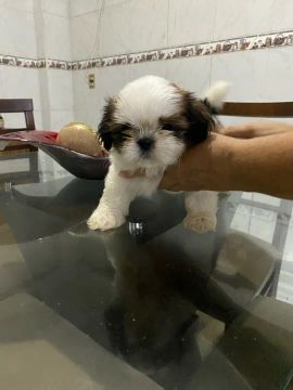 Filhote Shih Tzu - Lindíssimo!