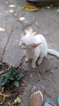 Gato adulto