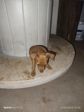 Pinscher n 2