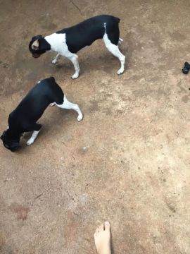Casal de fox paulistinha 
