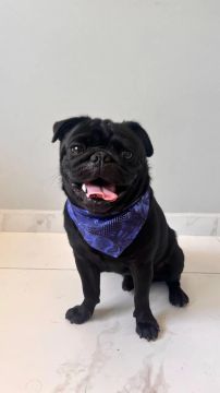Pug procura namorada