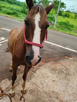 Cavalo avenda 