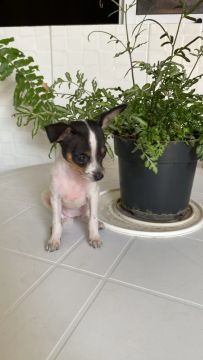 Filhote de pinscher