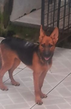 Filhote de Pastor Alemão