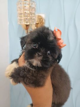 Filhote Shih Tzu Fêmea