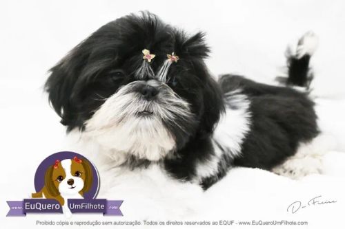 Shih-Tzu: Filhote Macho Branco e Fofo Espera por Você!