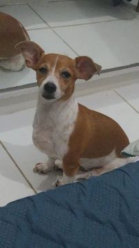 Doação! Raça jack