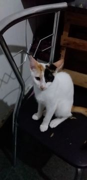 Doa se,gatinha com cinco meses. 